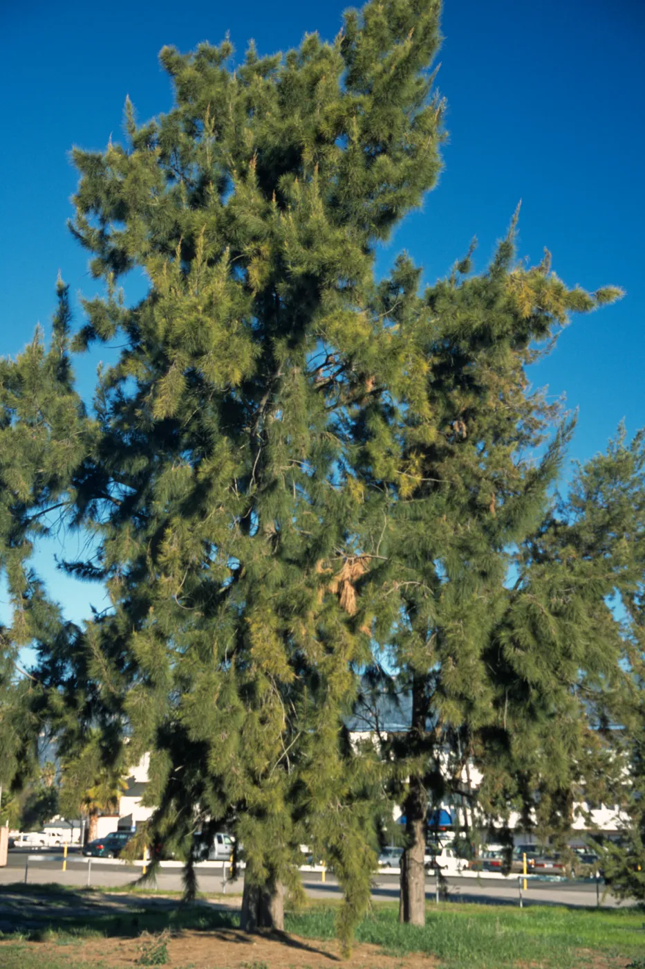 Casuarina cunninghamiana