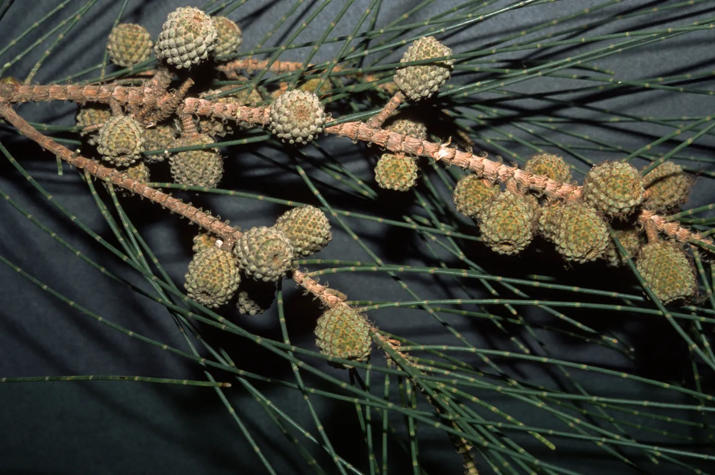 Casuarina glauca