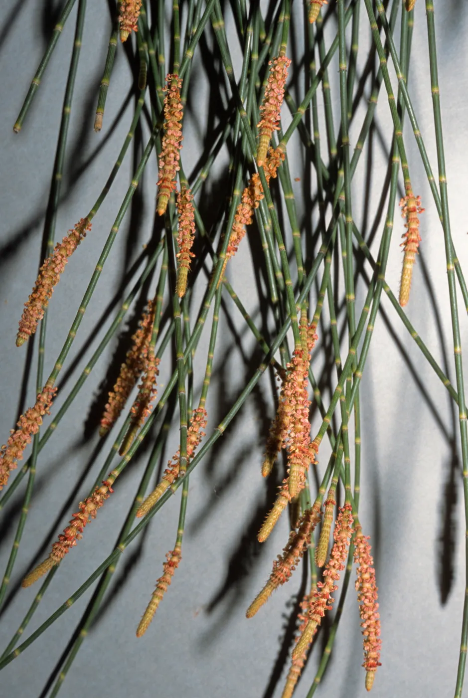 Casuarina glauca