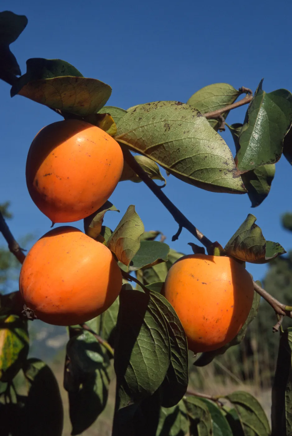 Diospyros kaki