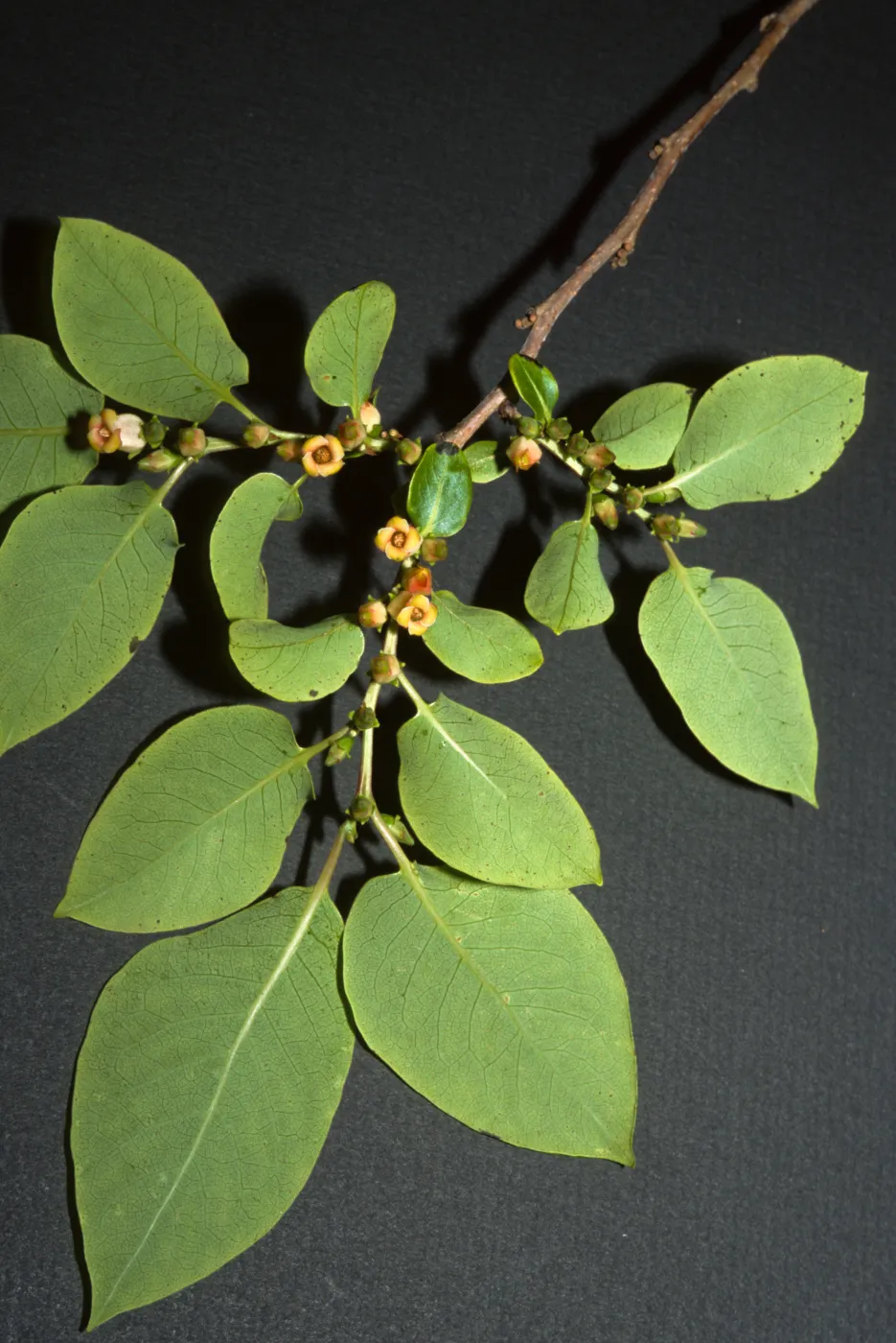 Diospyros virginiana
