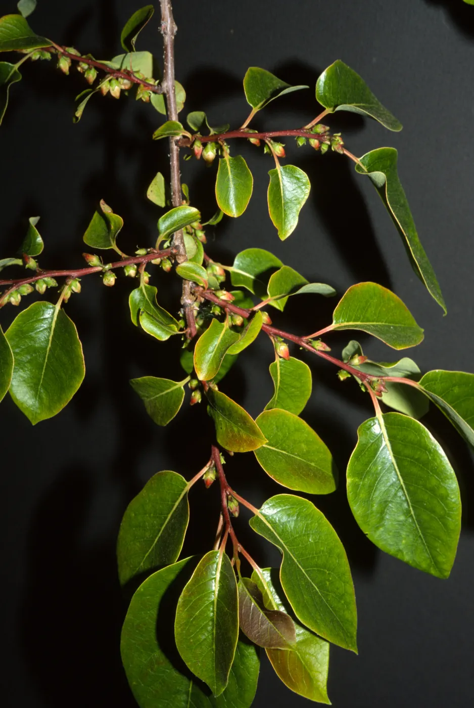 Diospyros virginiana