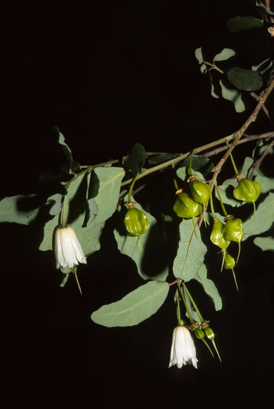 Crinodendron patagua