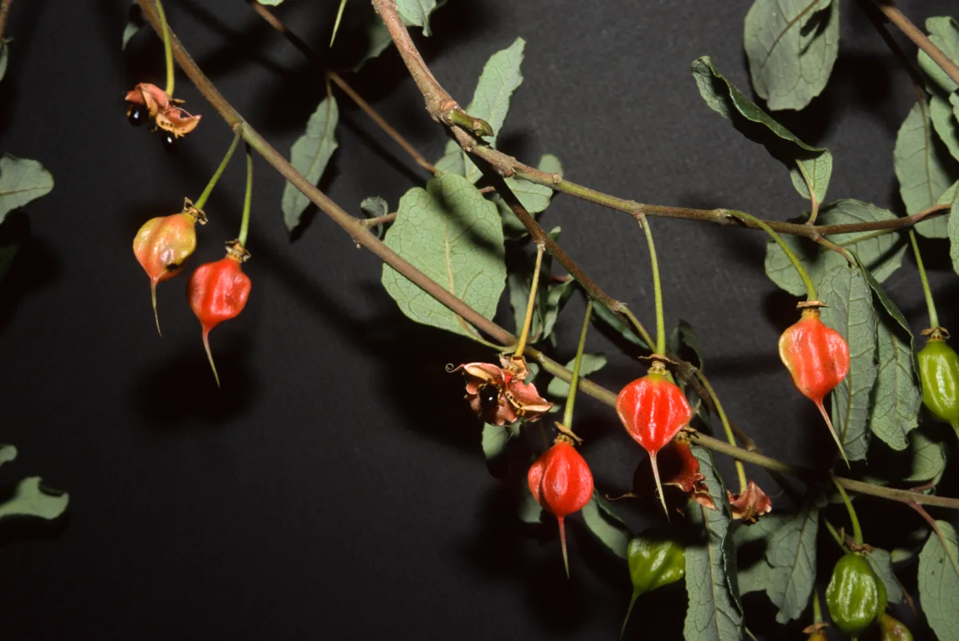 Crinodendron patagua