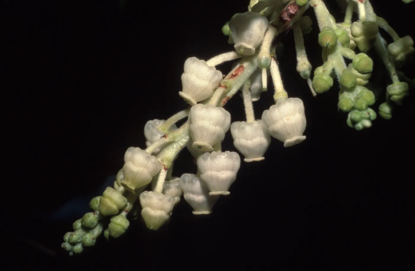 Arbutus menziesii