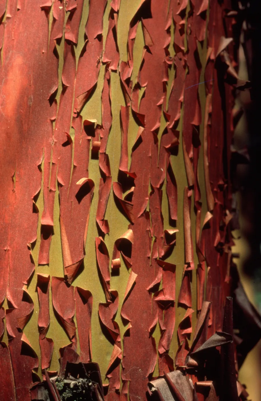 Arbutus menziesii