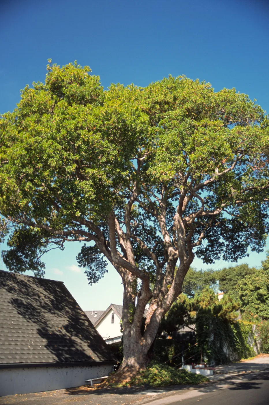 Arbutus unedo
