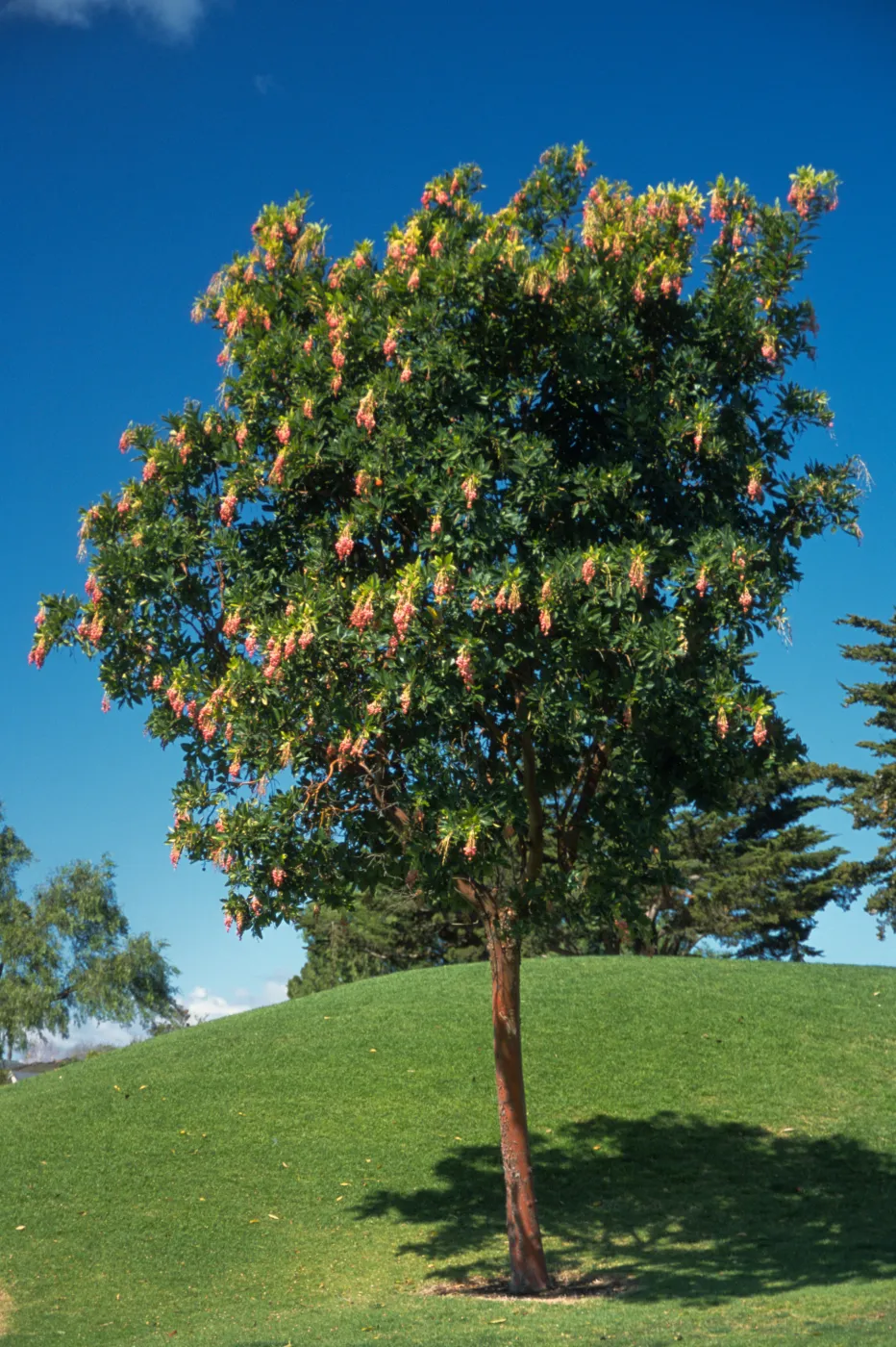 Arbutus unedo 'Marina'