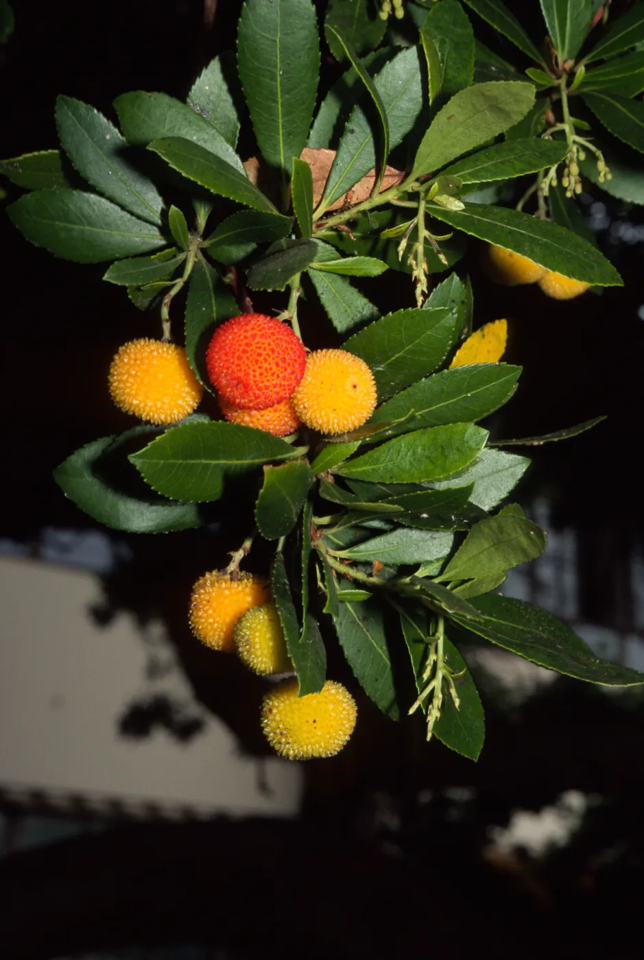 Arbutus unedo
