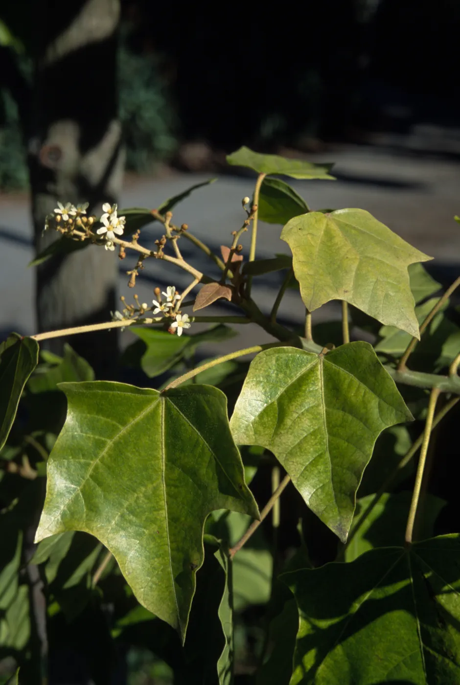 Aleurites moluccana