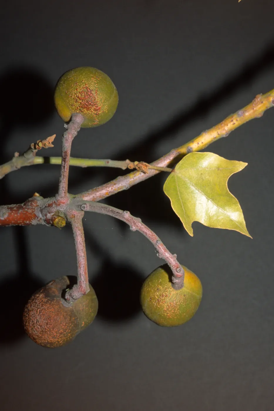 Aleurites moluccana
