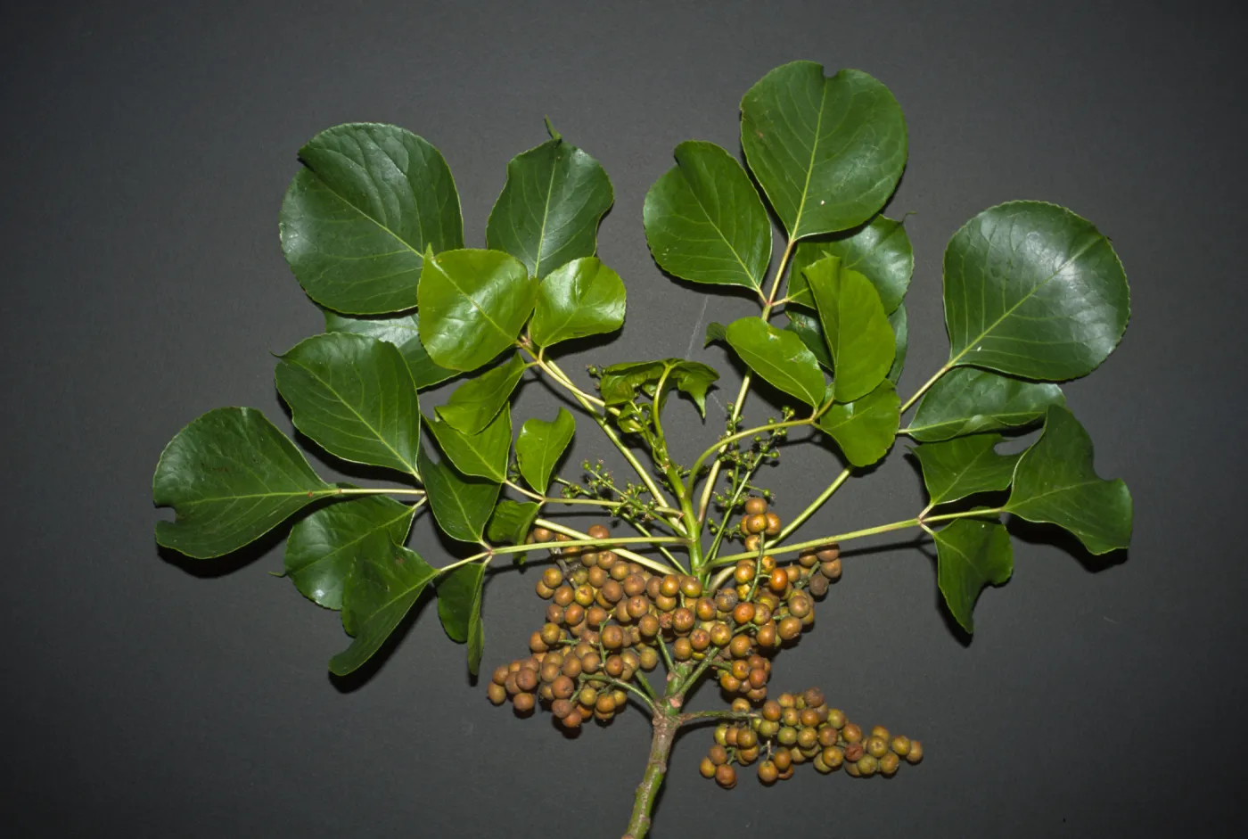 Bischofia javanica
