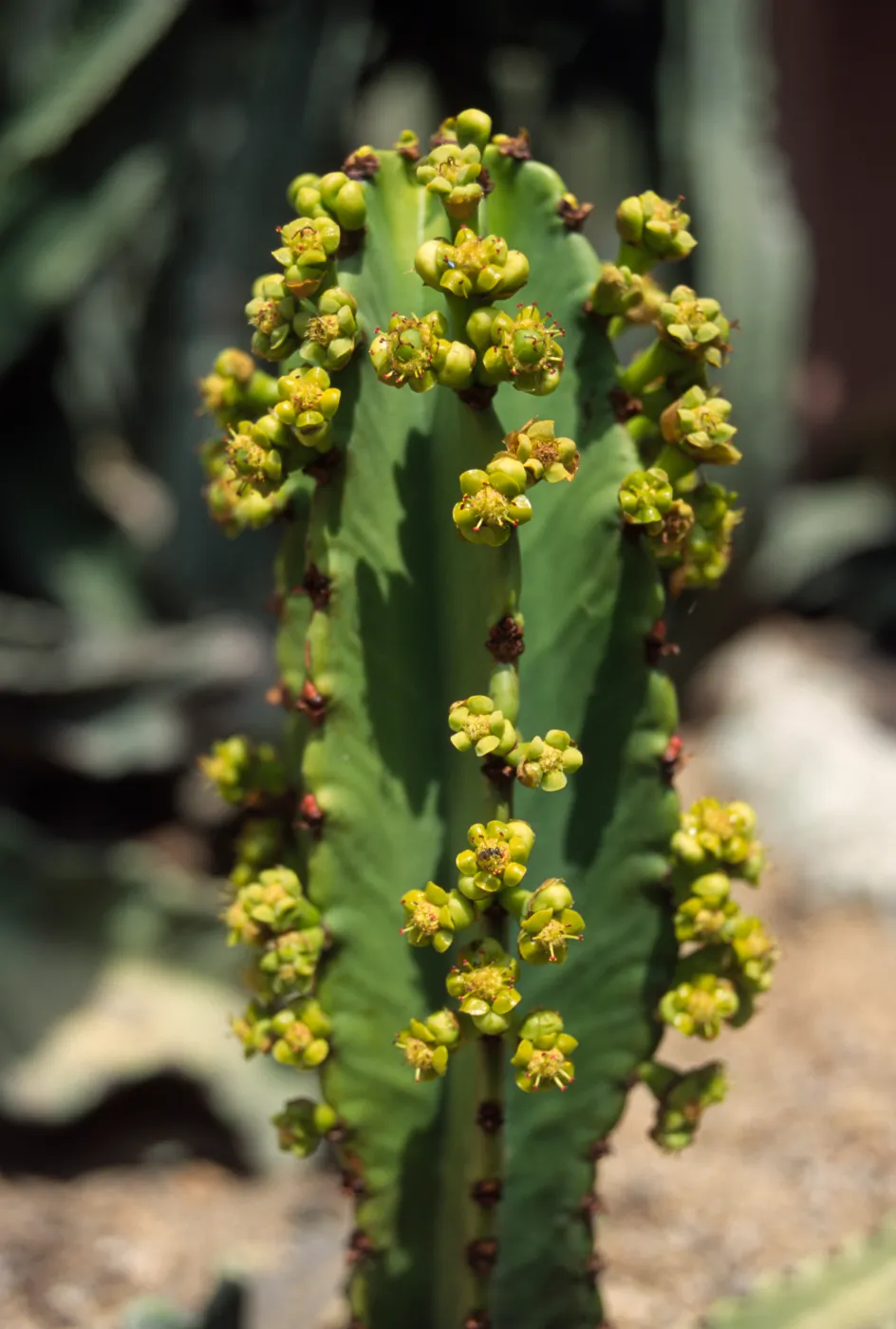 Euphorbia ingens