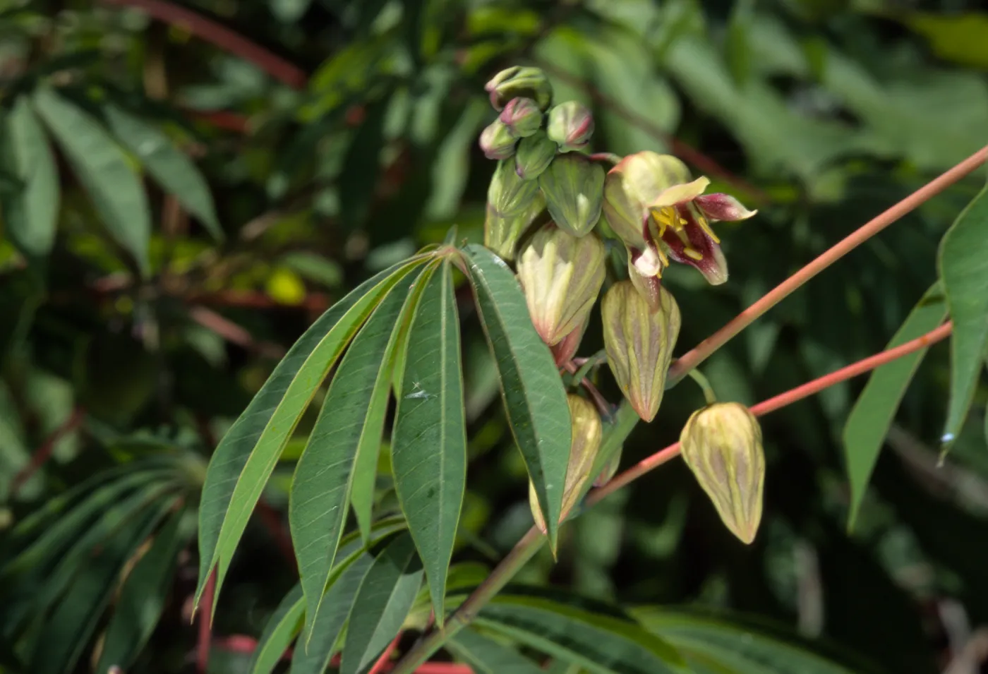 Manihot carthaginensis