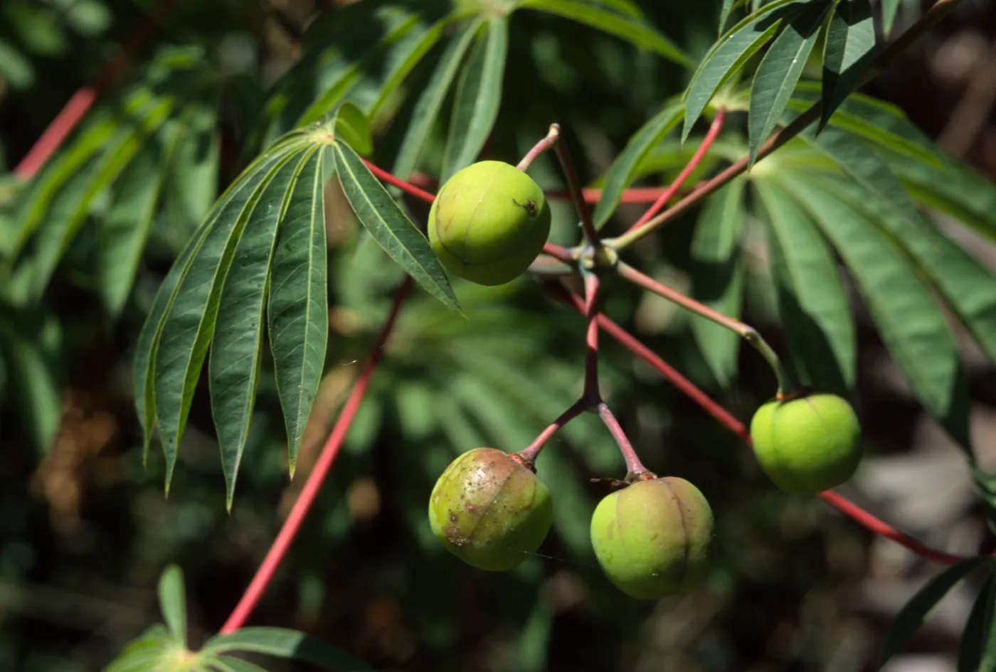 Manihot carthaginensis
