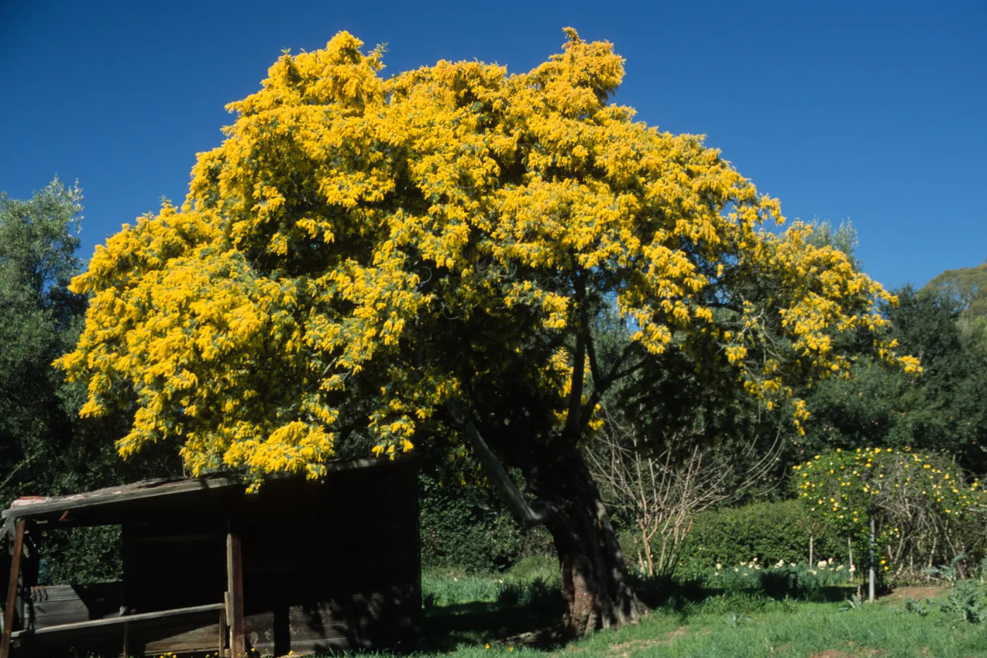 Acacia baileyana