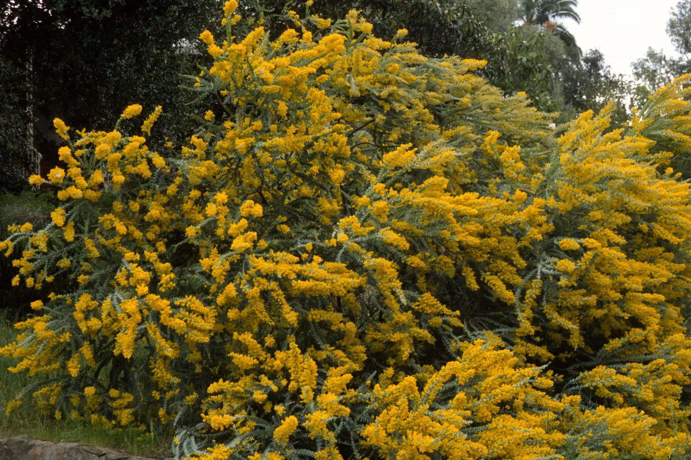 Acacia cultriformis