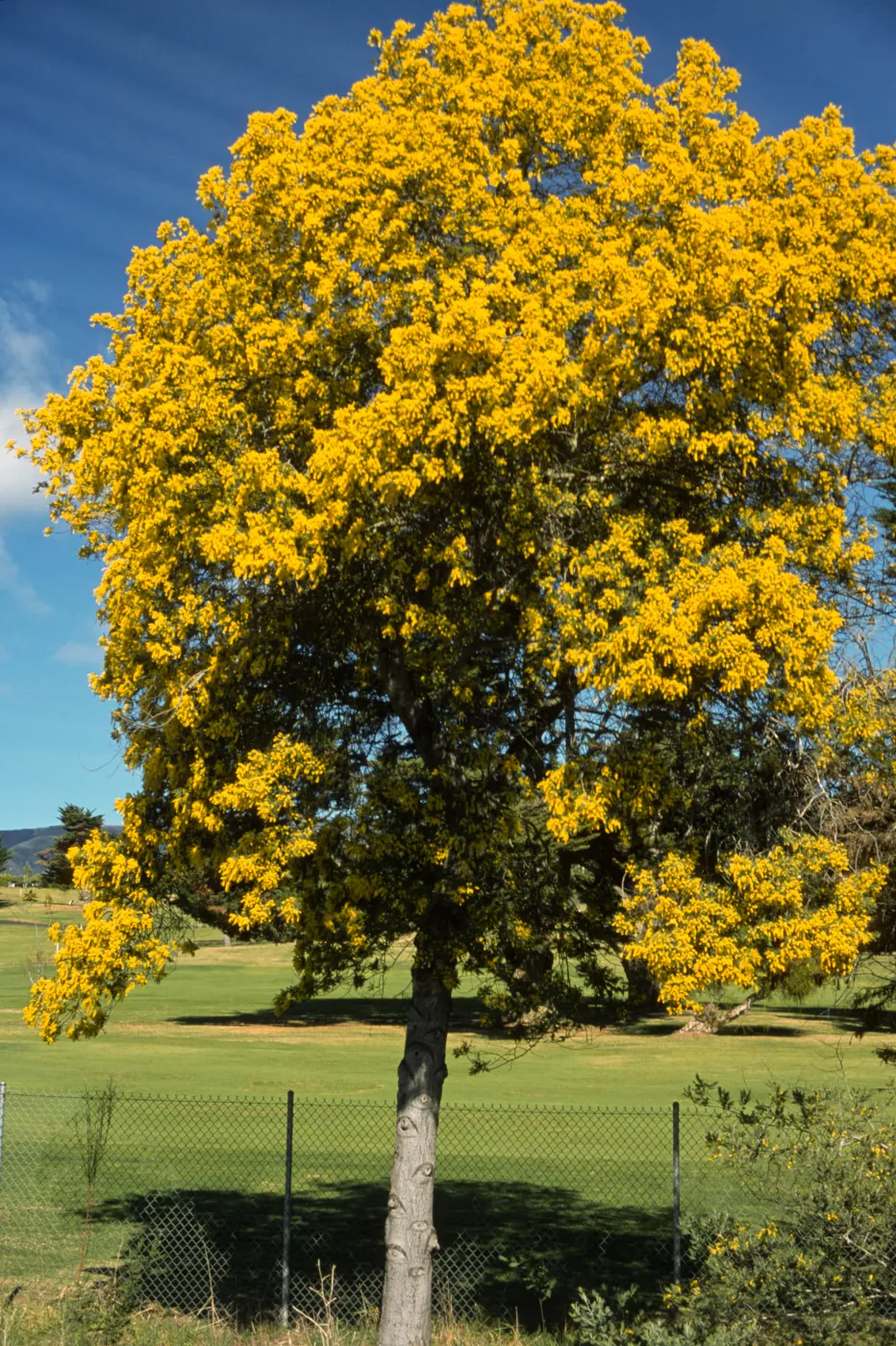 Acacia dealabata