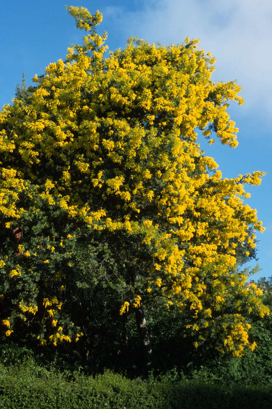 Acacia decurrens
