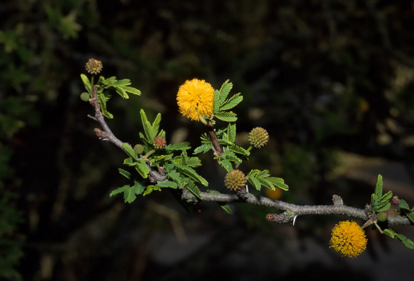 Acacia farnesiana