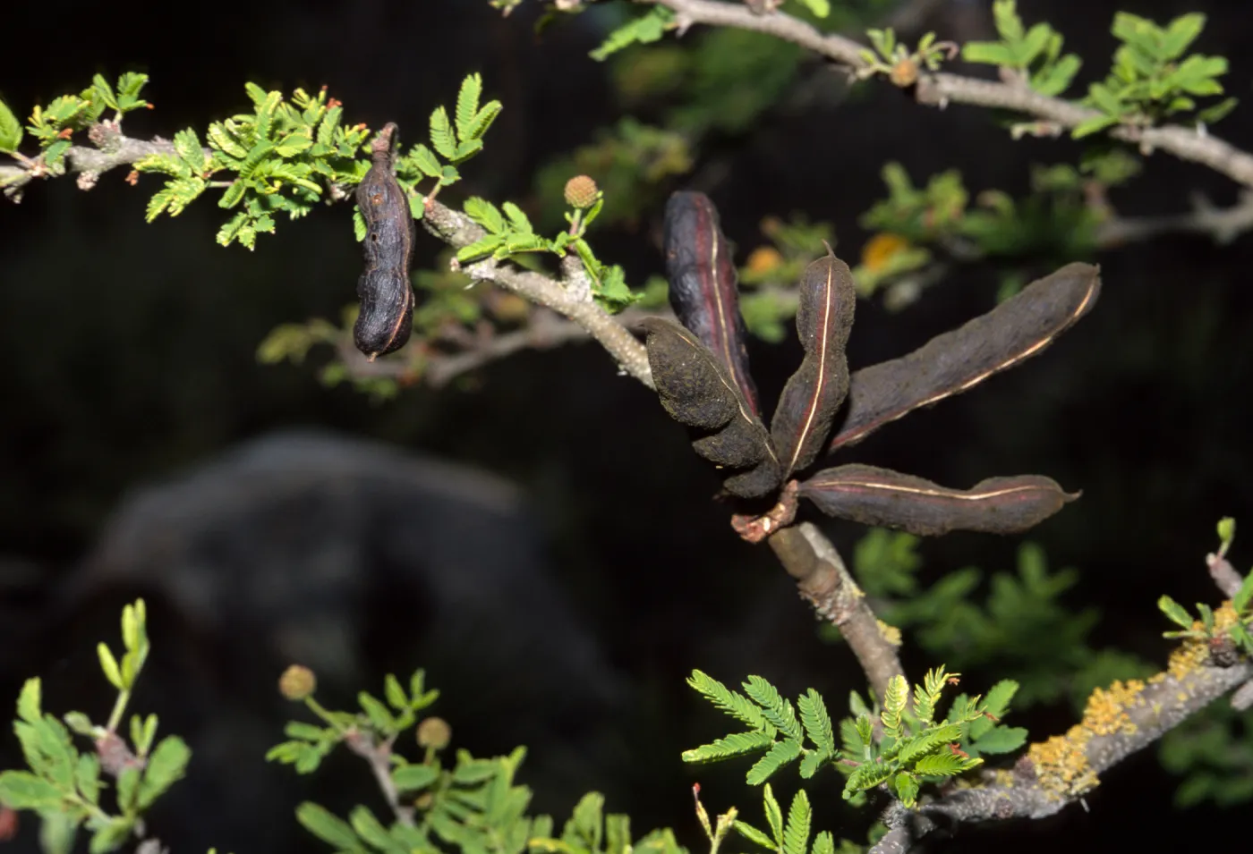 Acacia farnesiana