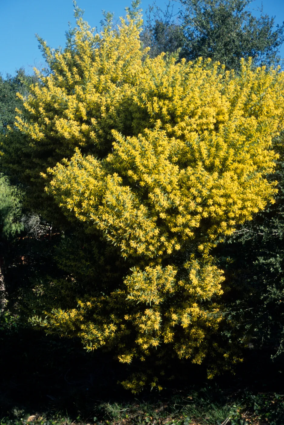 Acacia longifolia