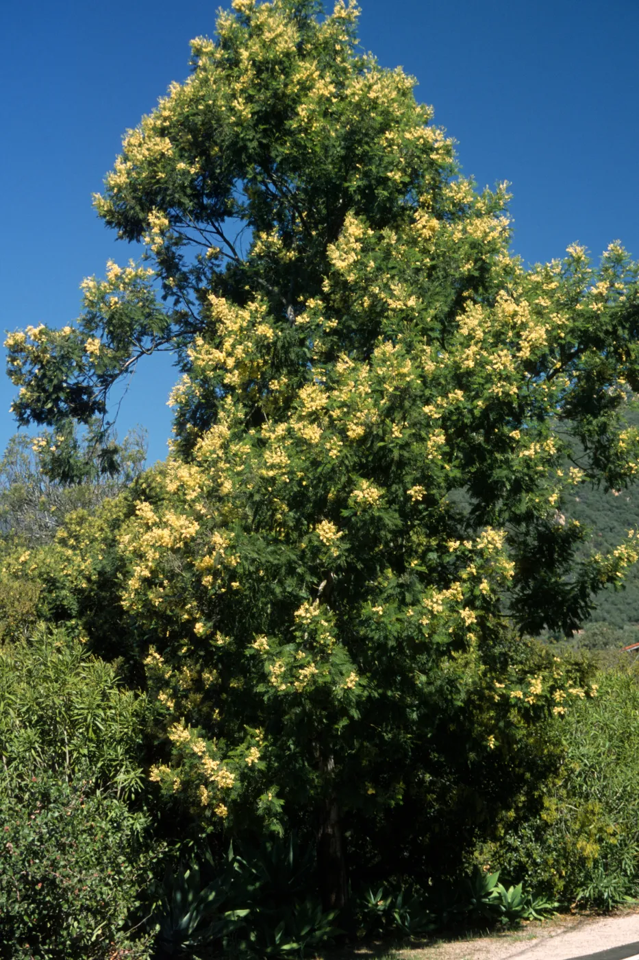 Acacia mearnsii