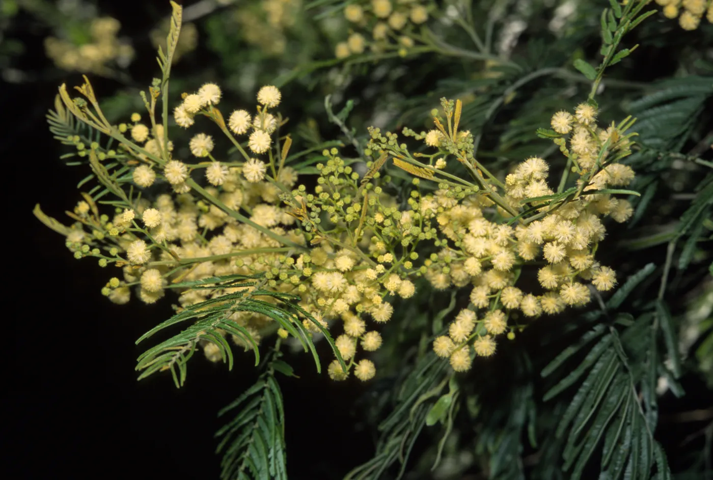acacia mearnsii