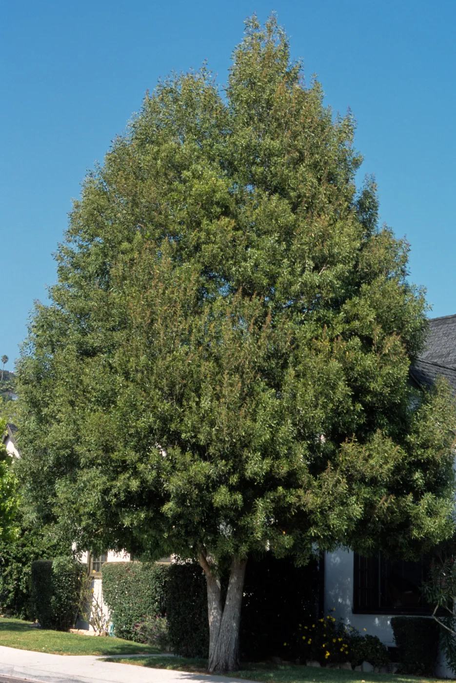 Acacia malenoxylon