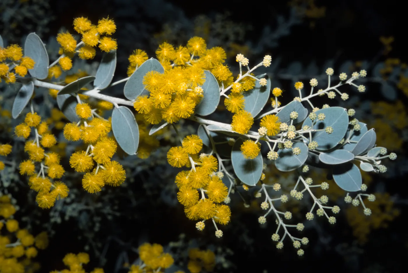 Acacia podalyriifolia