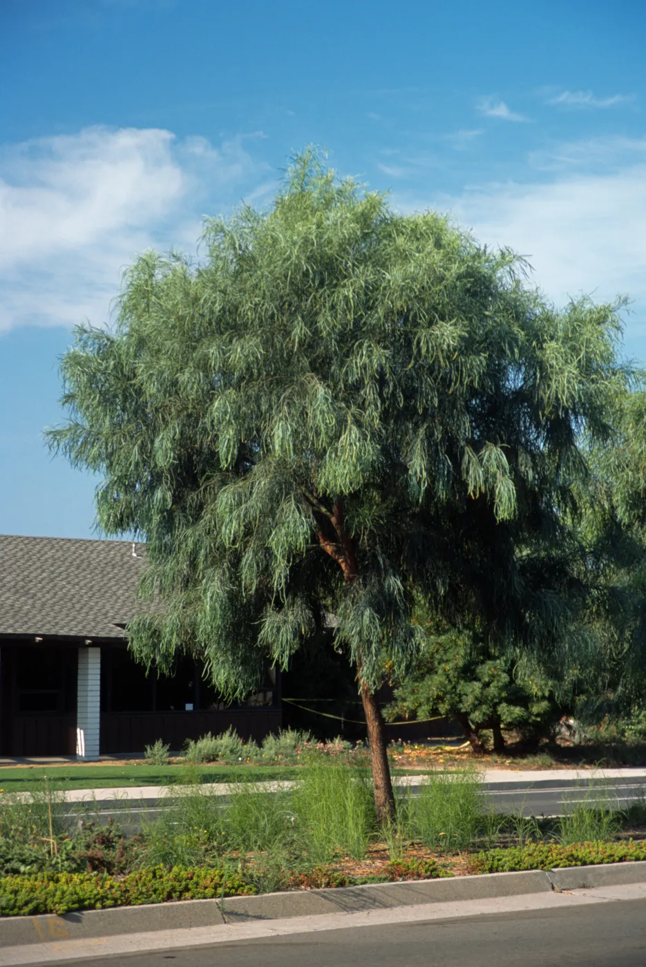 Acacia stenophylla
