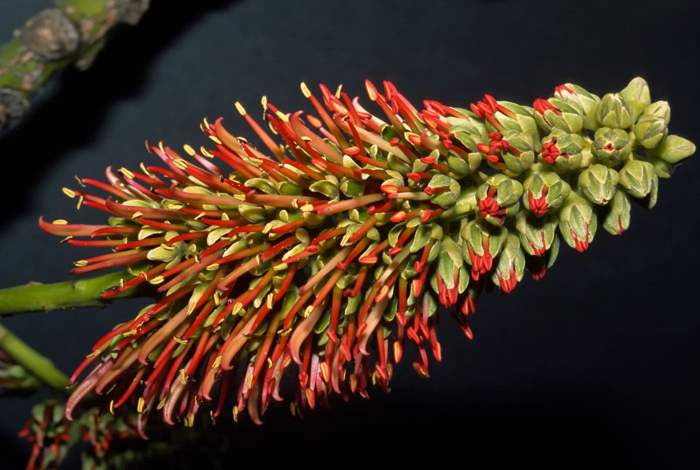 Acrocarpus fraxinifolius