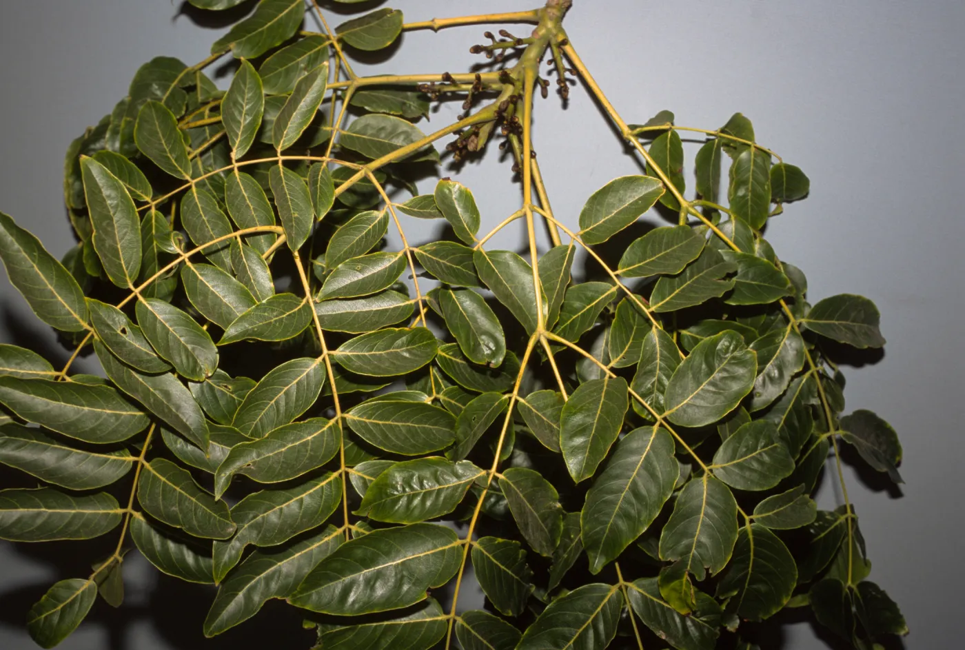Acrocarpus fraxinifolius