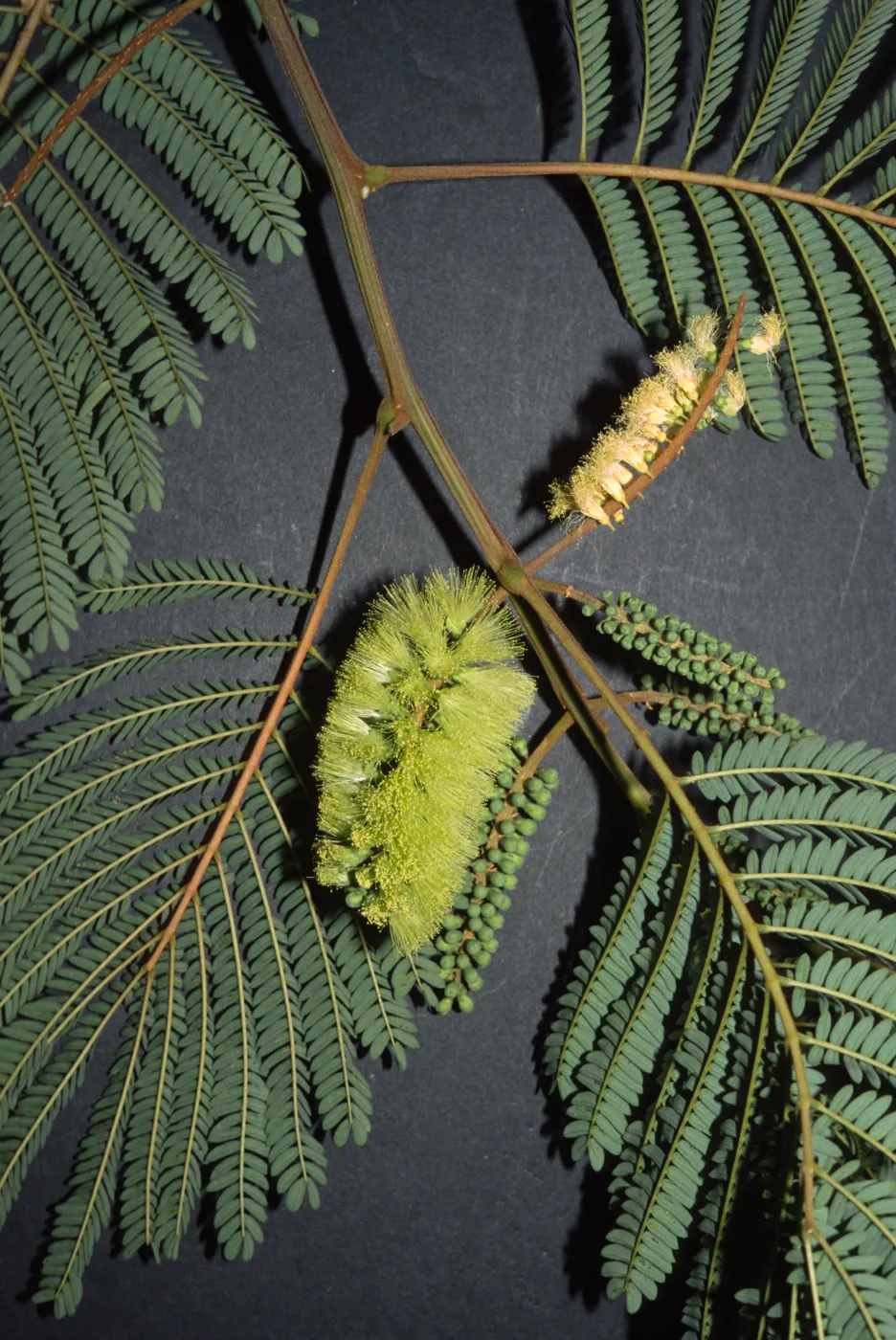 Albizia chinensis