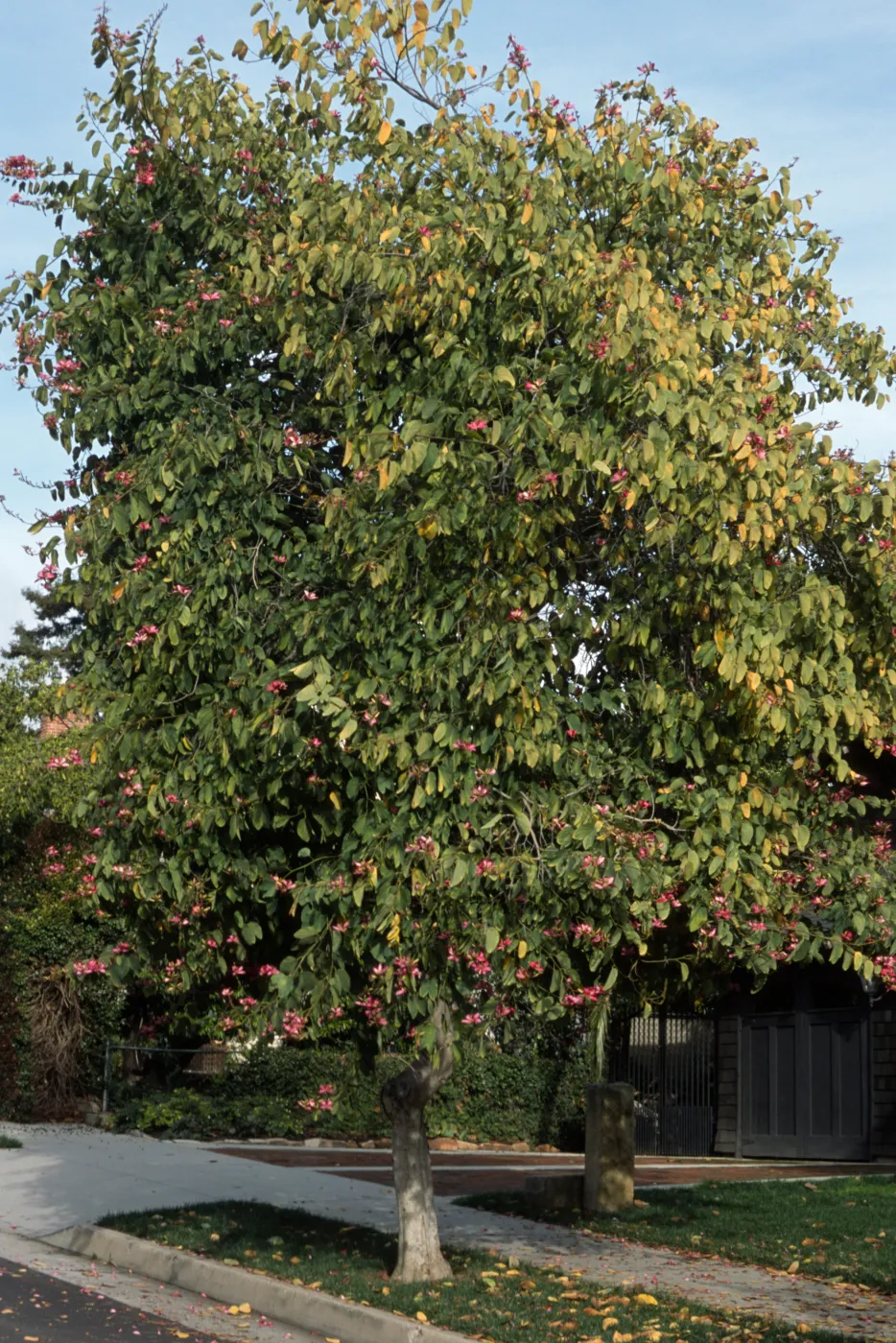 Bauhinia blakeana