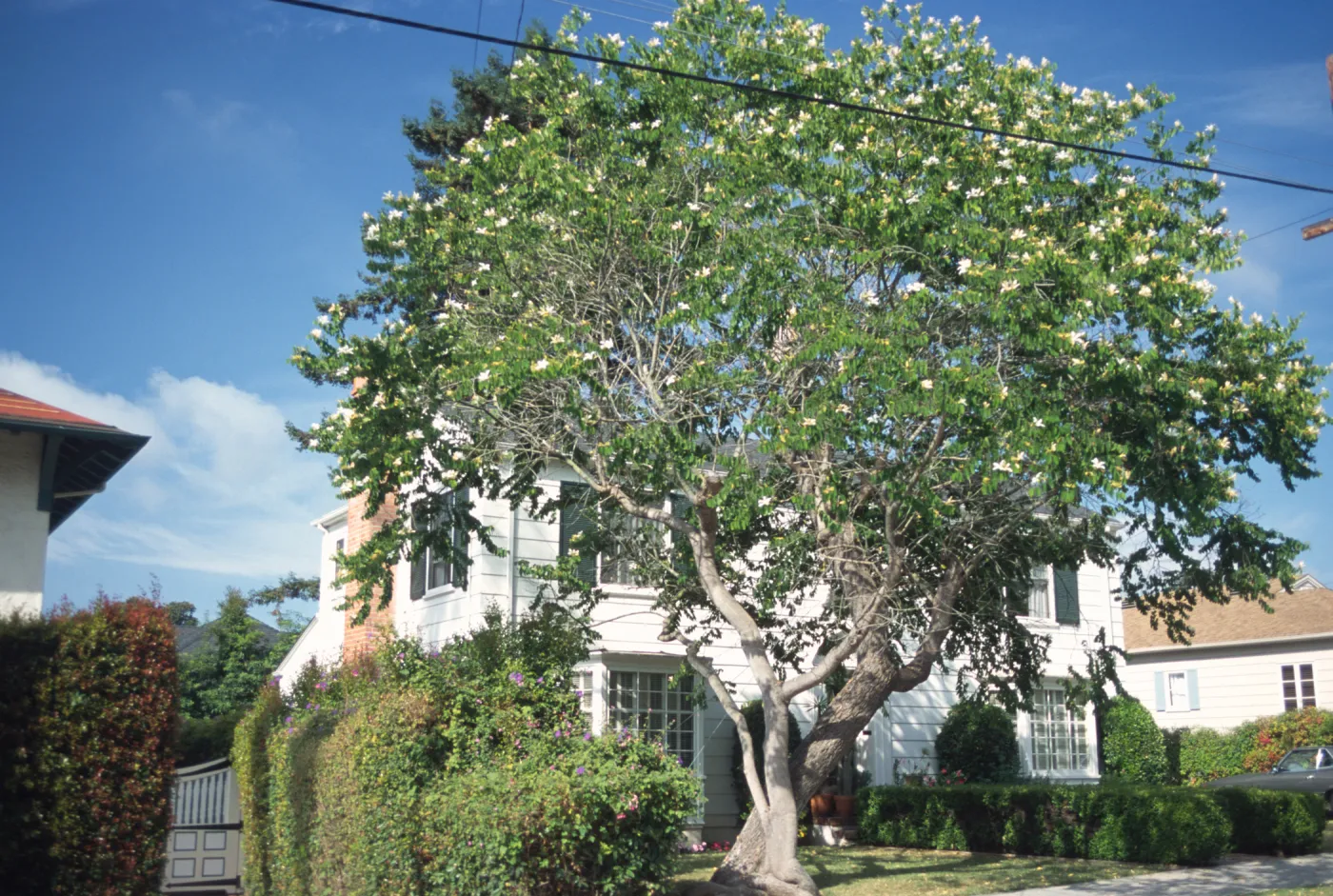 Bauhinia forficata