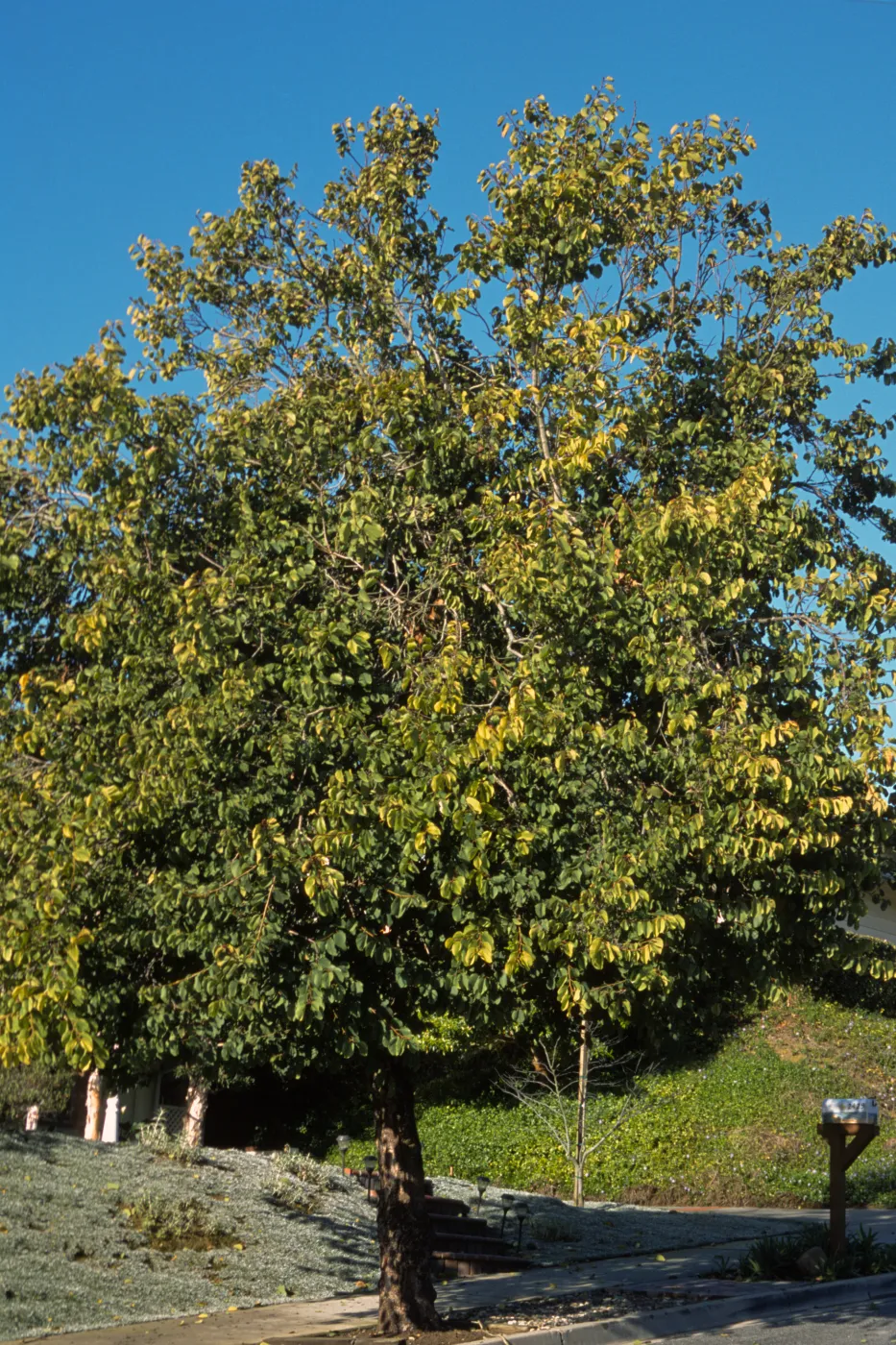 Bauhinia variegata