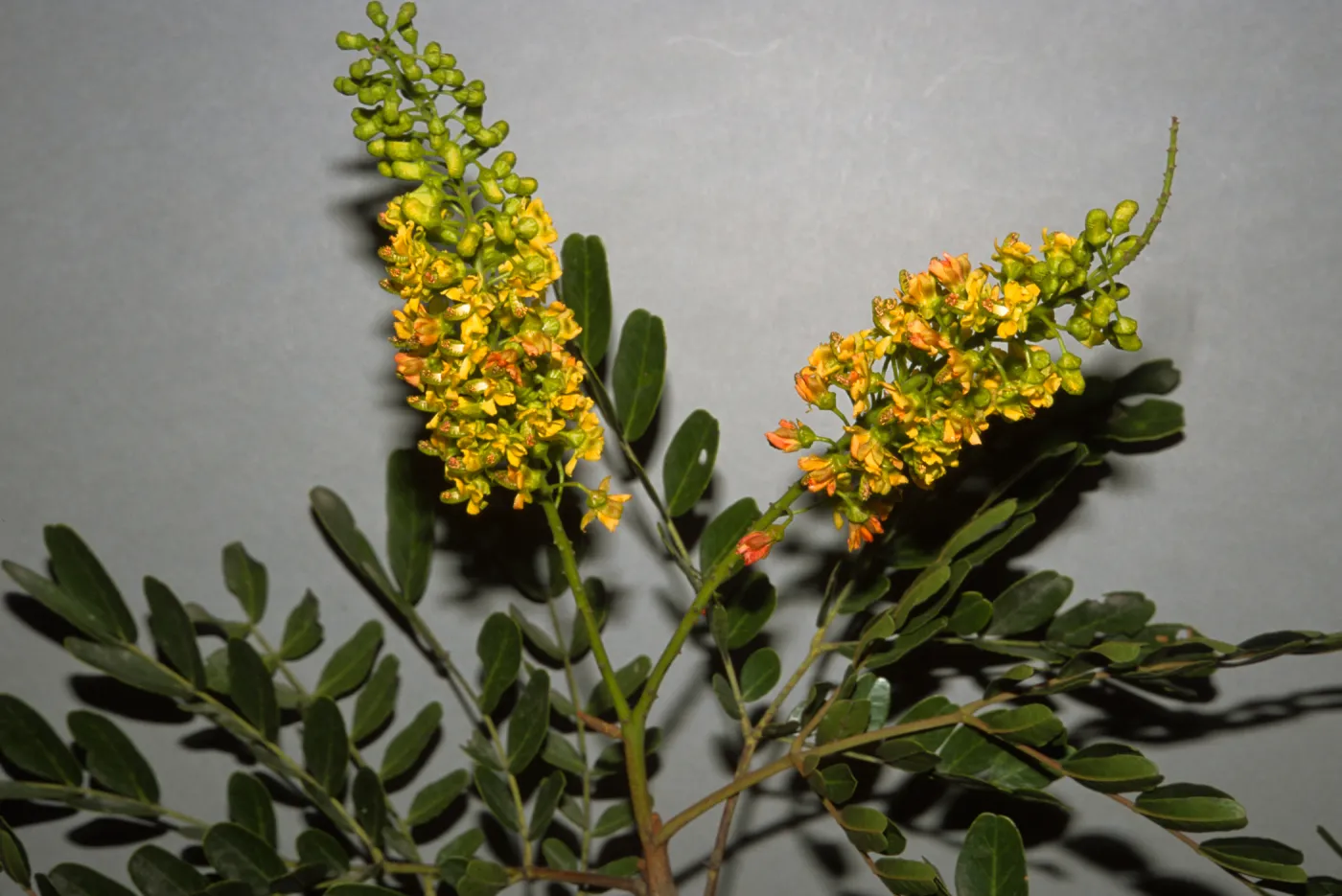 Caesalpinia spinosa