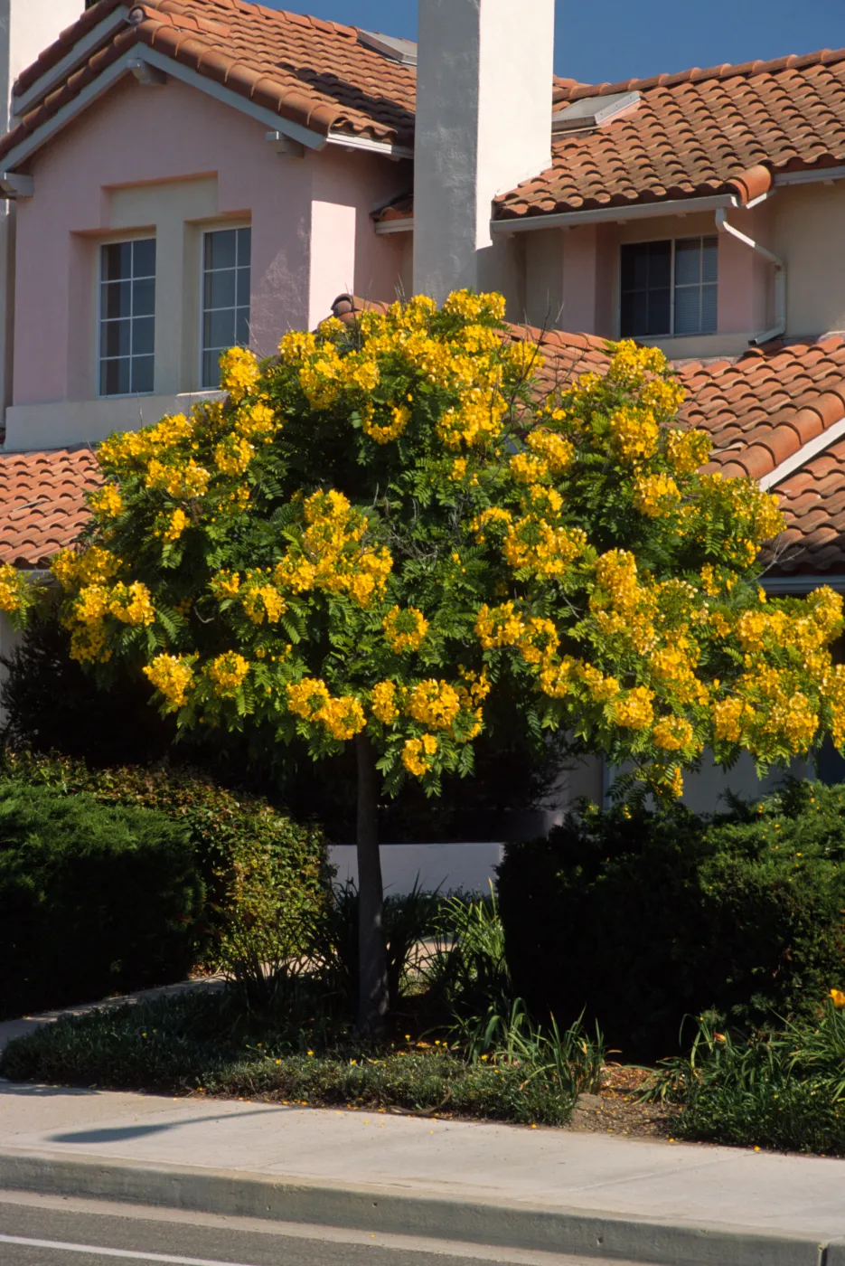 Cassia leptophylla