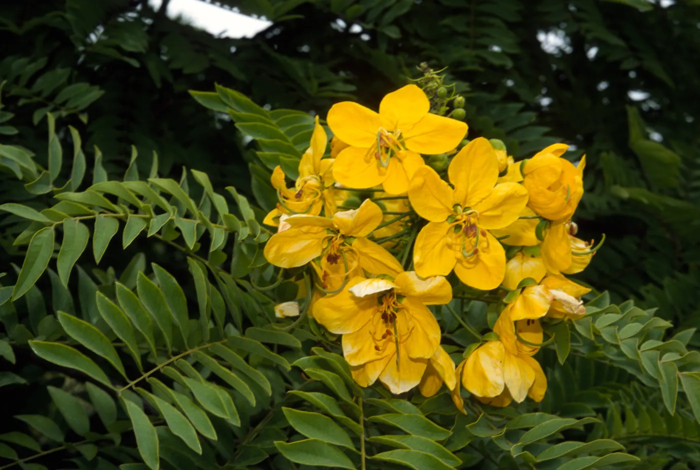 Cassia leptophylla
