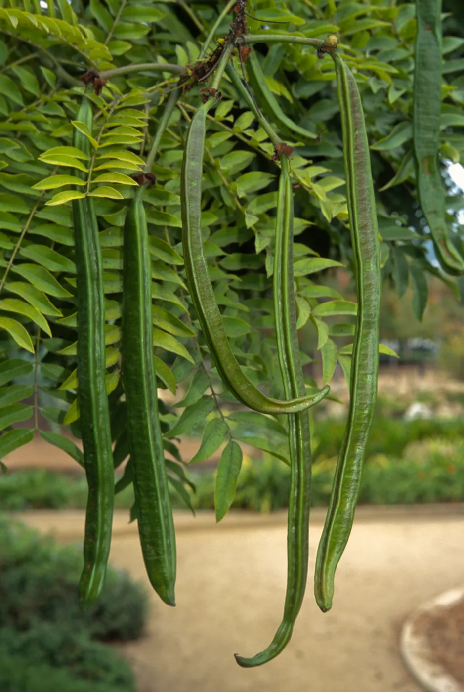 Cassia leptophylla