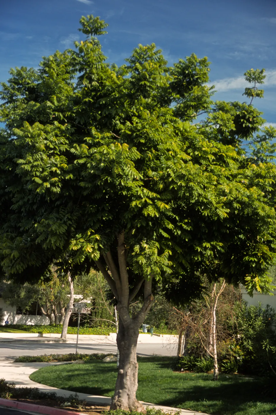 Castanospermum australe