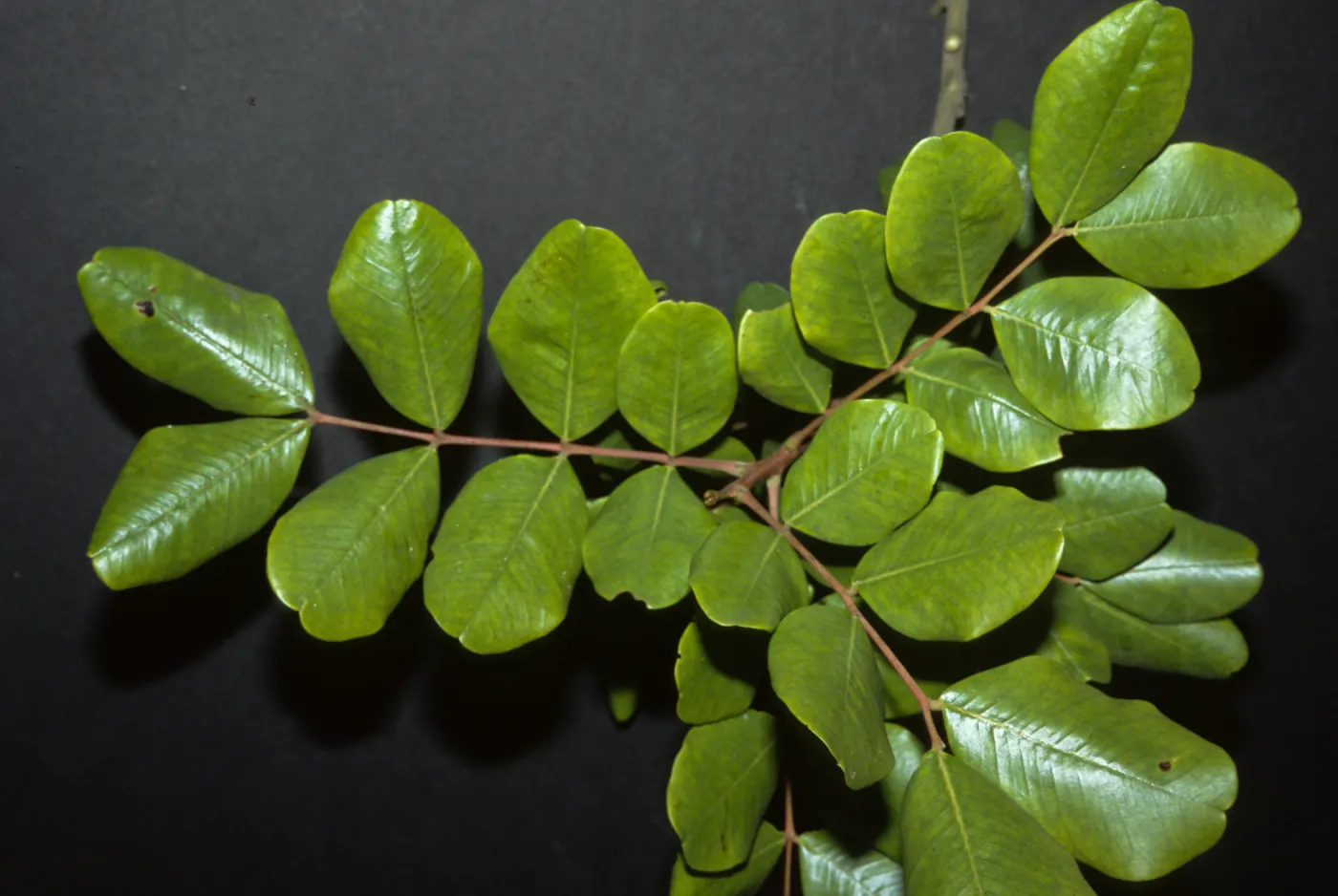Ceratonia siliqua
