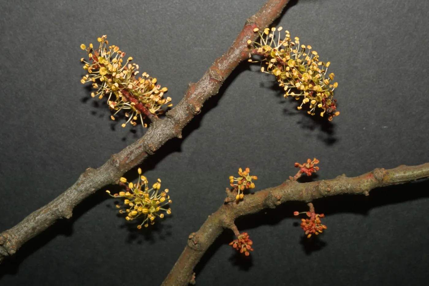 Ceratonia siliqua