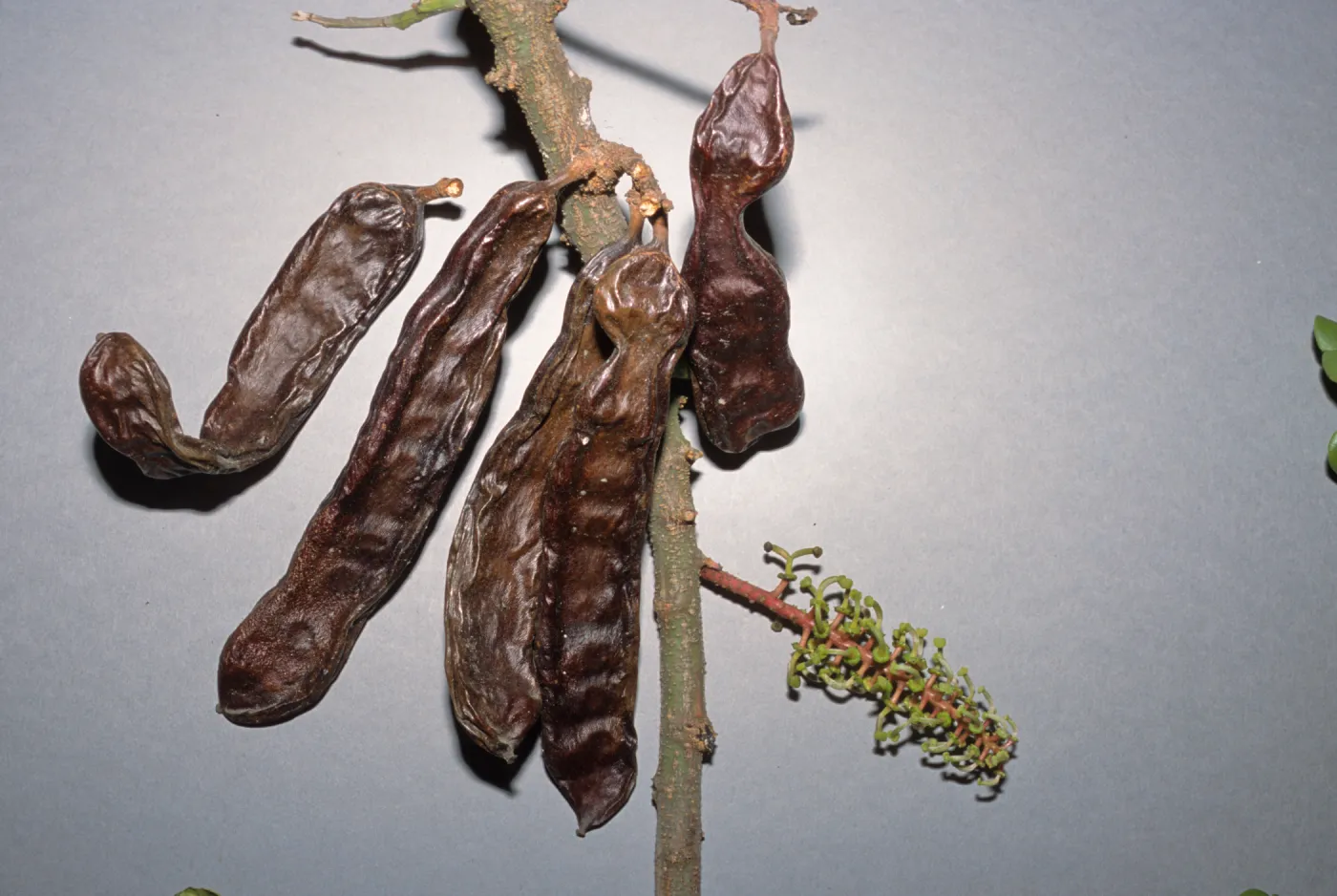 Ceratonia siliqua