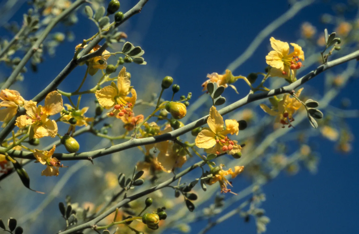 Cercidium floridum