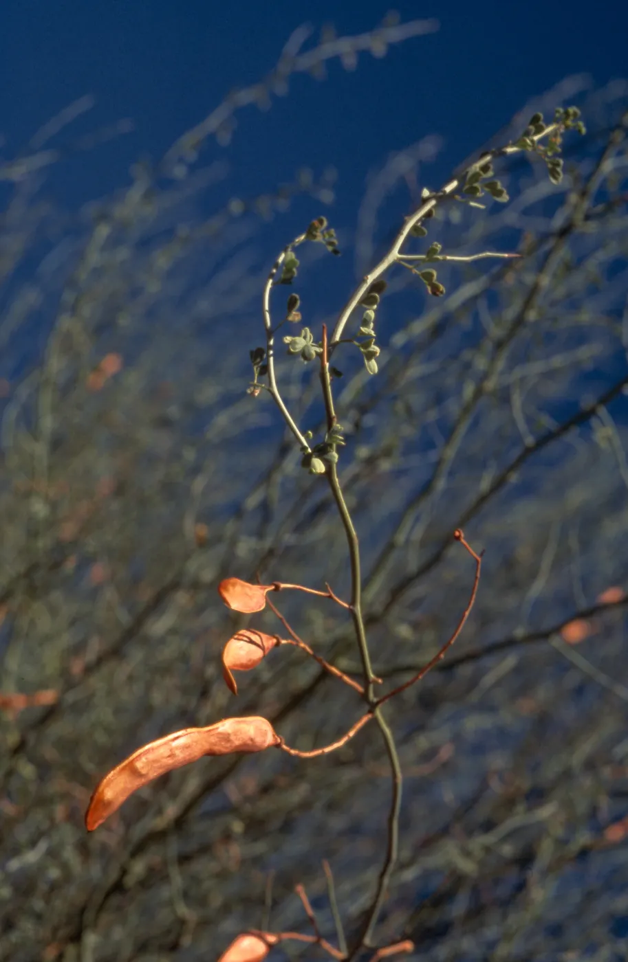 Cercidium floridum