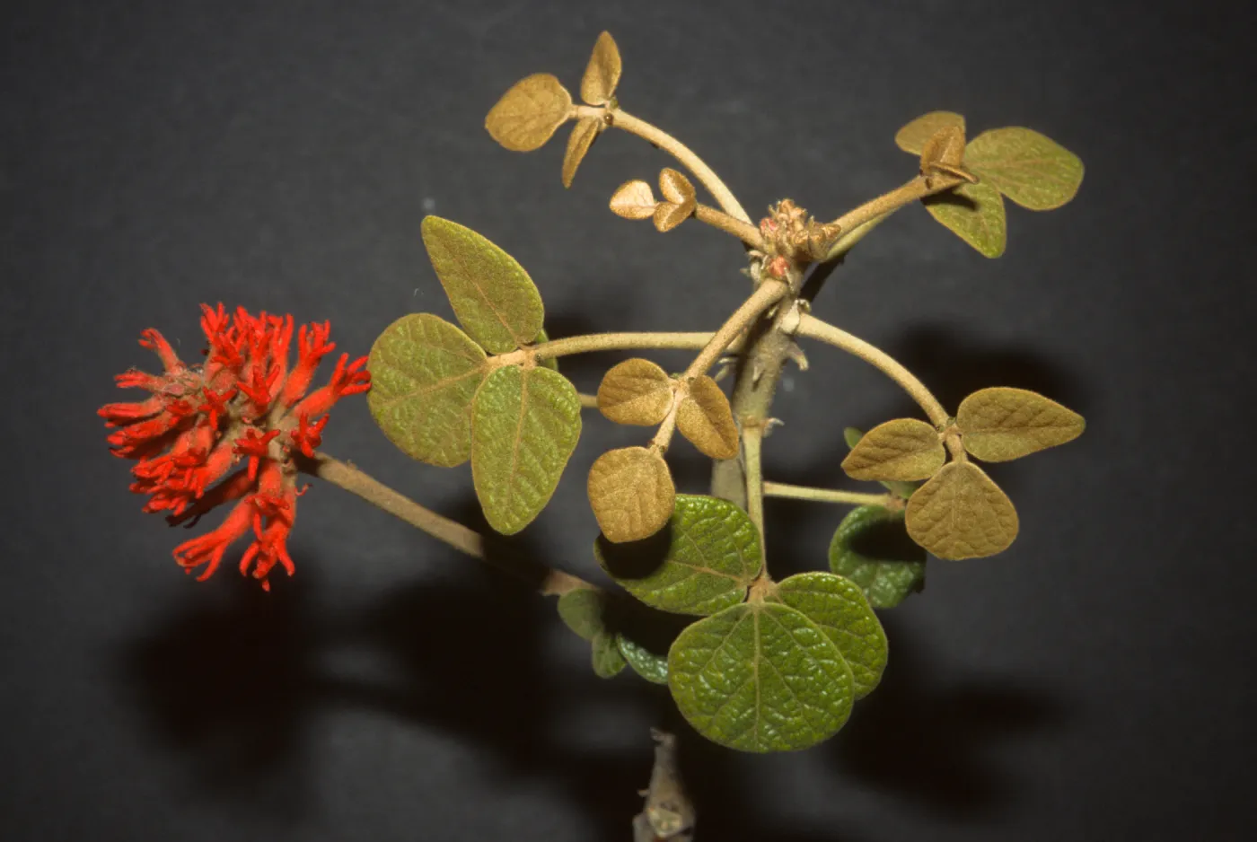 Erythrina abyssinica