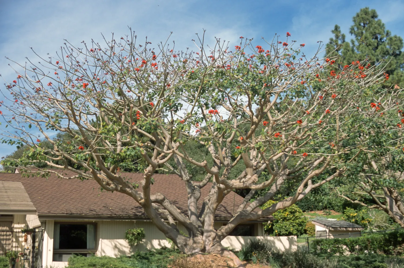 Erythrina caffra