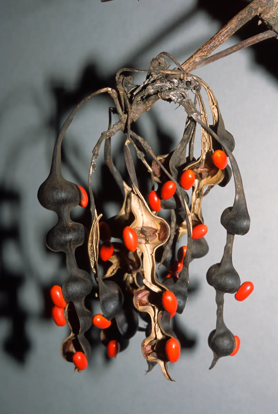 Erythrina caffra
